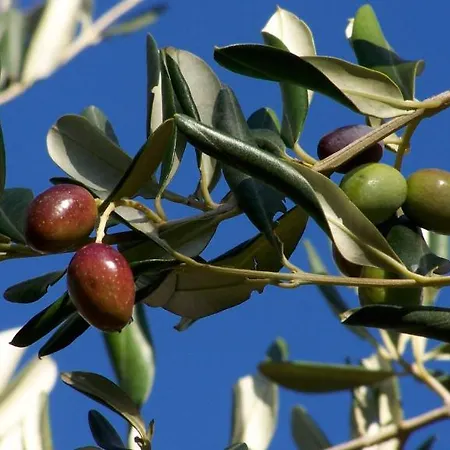 Masseria Spetterrata *