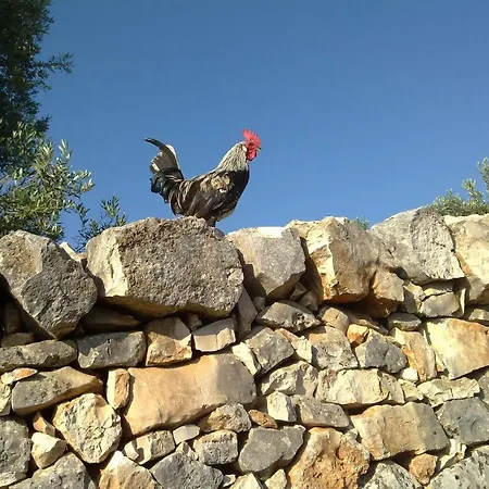Farm stay Masseria Spetterrata